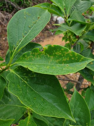 알 수 없음님의 감 · 병해충상담 작성글 사진