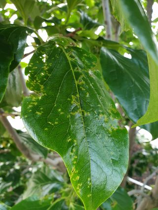 알 수 없음님의 감 · 병해충상담 작성글 사진