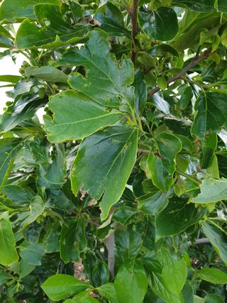 알 수 없음님의 감 · 병해충상담 작성글 사진