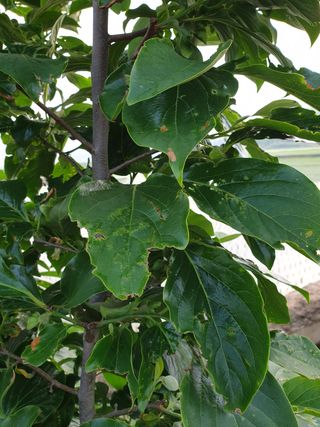 알 수 없음님의 감 · 병해충상담 작성글 사진