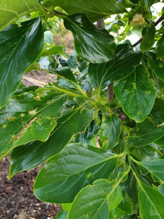 알 수 없음님의 감 · 병해충상담 작성글 사진