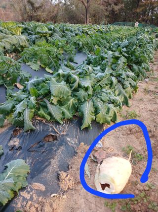 명장님의 농사, 무엇이든 물어보세요! · 참여글 작성글 사진