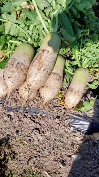 손경식드림농장님의 작성글 사진