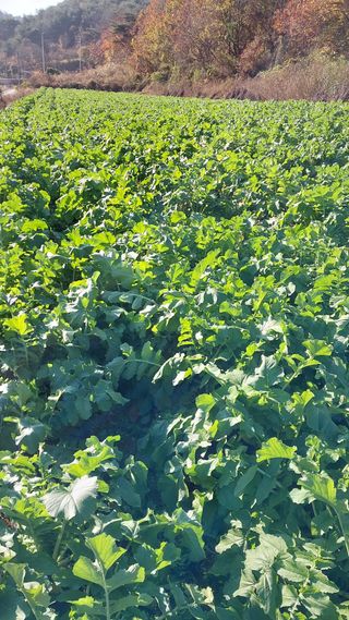 손경식드림농장님의 작성글 사진