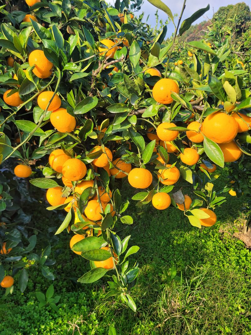 서귀포달코롬감귤농원님의 장터 판매 상품 [저농약 조생귤 대과(한정수량)] 첨부 사진