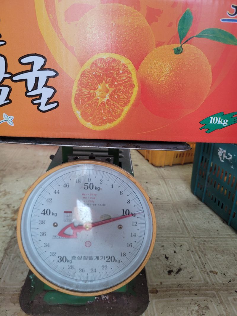 서귀포달코롬감귤농원님의 장터 판매 상품 [저농약 조생귤 대과(한정수량)] 첨부 사진