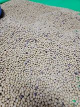 팜모닝 콩·병해충상담 게시글 이미지