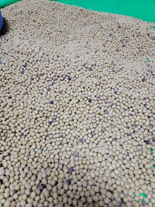 손인하님의 콩 · 병해충상담 작성글 사진