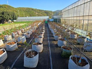 김소정(요리하는종부님의 자유주제 · 자유게시판 작성글 사진