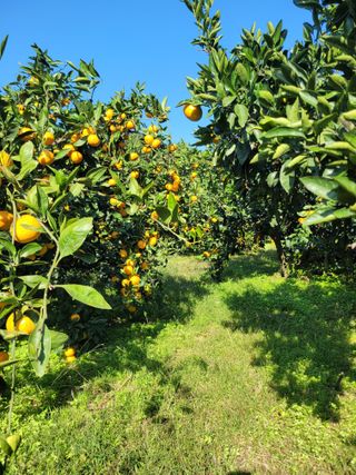 서귀포달코롬감귤농원님의 귤 · 일상 작성글 사진