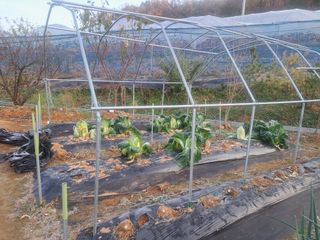 온시디움님의 자유주제 · 자유게시판 작성글 사진