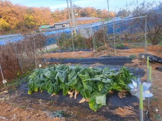 온시디움님의 자유주제 · 자유게시판 작성글 사진