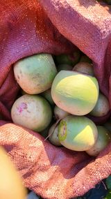 팜모닝 기타작물·영농일지 게시글 이미지