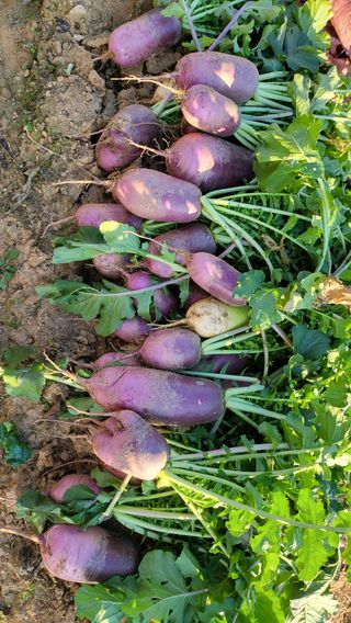 초보님의 기타작물 · 영농일지 작성글 사진