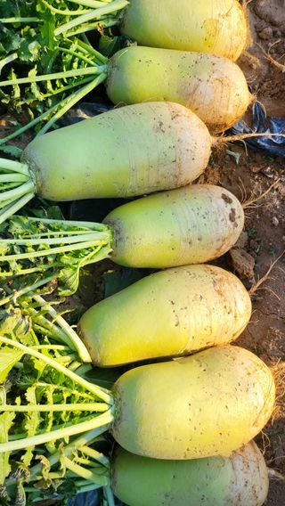 초보님의 기타작물 · 영농일지 작성글 사진