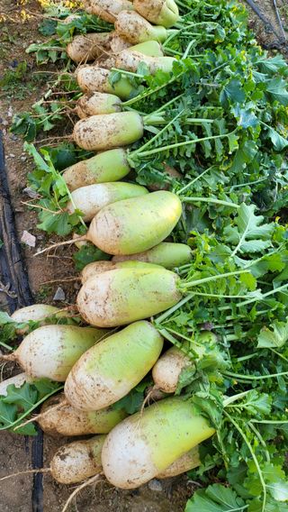 초보님의 기타작물 · 영농일지 작성글 사진