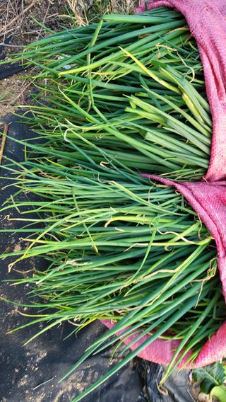 초보님의 기타작물 · 영농일지 작성글 사진