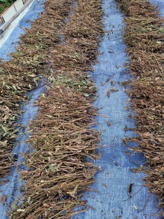 아리랑님의 콩 · 영농일지 작성글 사진