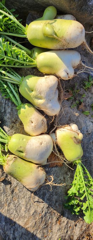 홍순강화모리님의 기타작물 · 병해충상담 작성글 사진