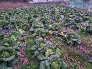 진여화 농원님의 배추 · 영농일지 작성글 사진