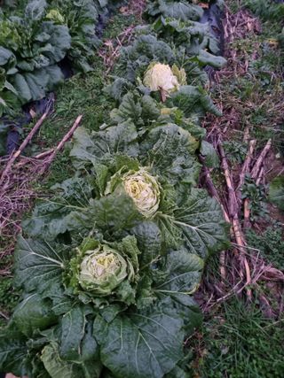 진여화 농원님의 배추 · 영농일지 작성글 사진