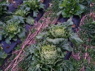 진여화 농원님의 배추 · 영농일지 작성글 사진