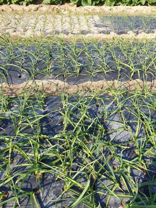 양파5749님의 자유주제 · 자유게시판 작성글 사진