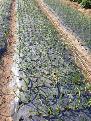 양파5749님의 자유주제 · 자유게시판 작성글 사진