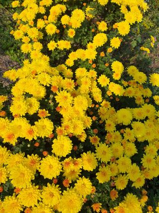 정주님의 김장 김치의 최고 조합은? · 참여글 작성글 사진