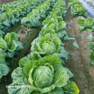 이천산수유님의 우리집 김장 자랑하기 · 참여글 작성글 사진