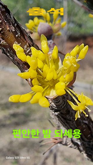이천산수유님의 우리집 김장 자랑하기 · 참여글 작성글 사진