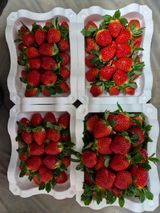 팜모닝 딸기·영농일지 게시글 이미지