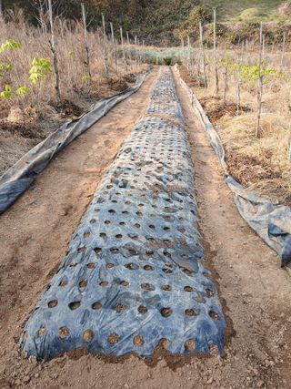 소정희님의 콩 · 영농일지 작성글 사진