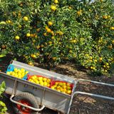 팜모닝 귤·영농일지 게시글 이미지