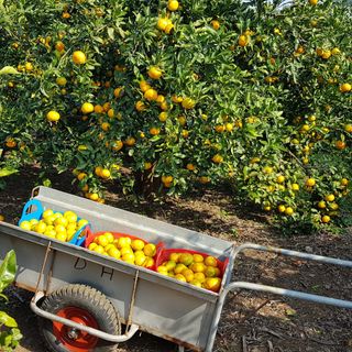 양태숙님의 귤 · 영농일지 작성글 사진