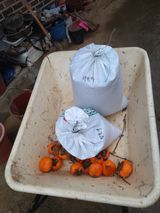 팜모닝 감·영농일지 게시글 이미지