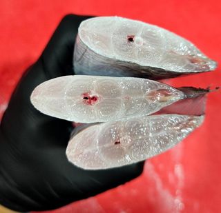 직송포유님의 자유주제 · 자유게시판 작성글 사진