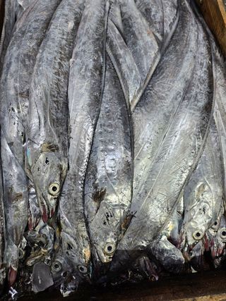 직송포유님의 자유주제 · 자유게시판 작성글 사진