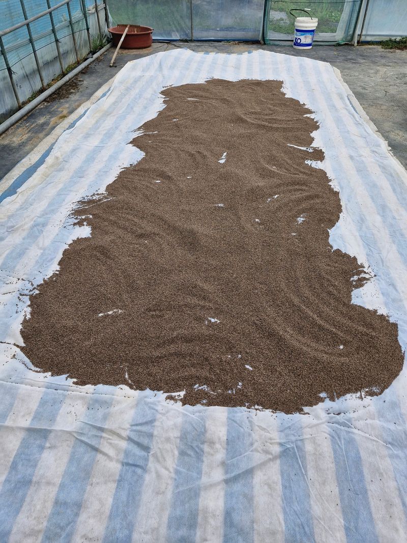 유옥자님의 장터 판매 상품 [들깨10kg] 첨부 사진