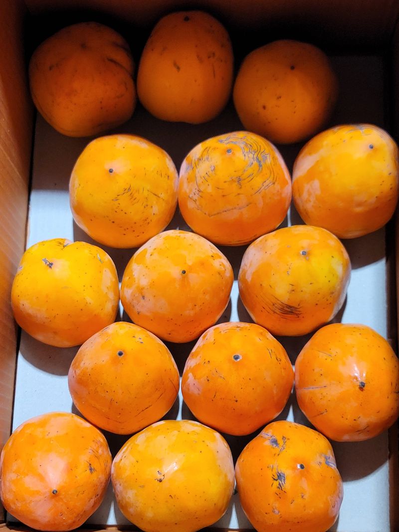 4남매엄마님의 장터 판매 상품 [대봉감10kg] 첨부 사진