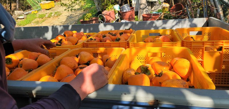 4남매엄마님의 장터 판매 상품 [대봉감10kg] 첨부 사진