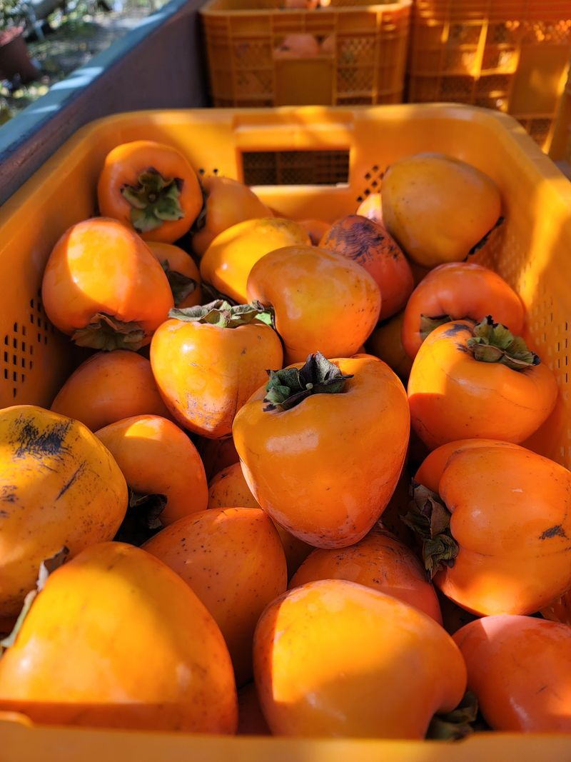 4남매엄마님의 장터 판매 상품 [대봉감10kg] 첨부 사진