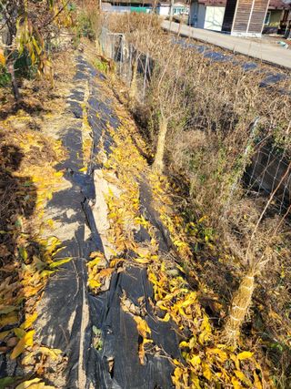 아리랑님의 감 · 영농일지 작성글 사진