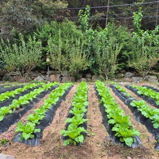 매실19946님의 자유주제 · 자유게시판 작성글 사진