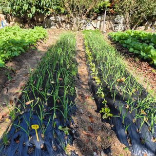 매실19946님의 자유주제 · 자유게시판 작성글 사진