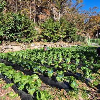 매실19946님의 자유주제 · 자유게시판 작성글 사진