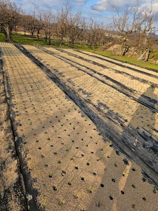 배성은365님의 마늘 · 영농일지 작성글 사진