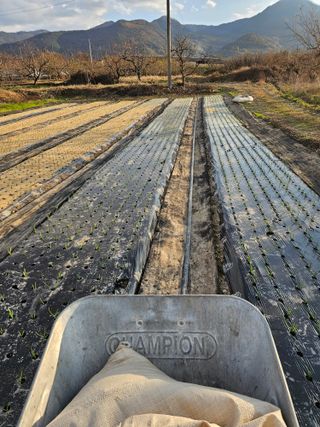 배성은365님의 마늘 · 영농일지 작성글 사진