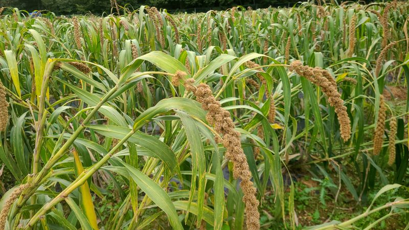김수원님의 장터 판매 상품 [2024년 국산차조 2kg] 첨부 사진
