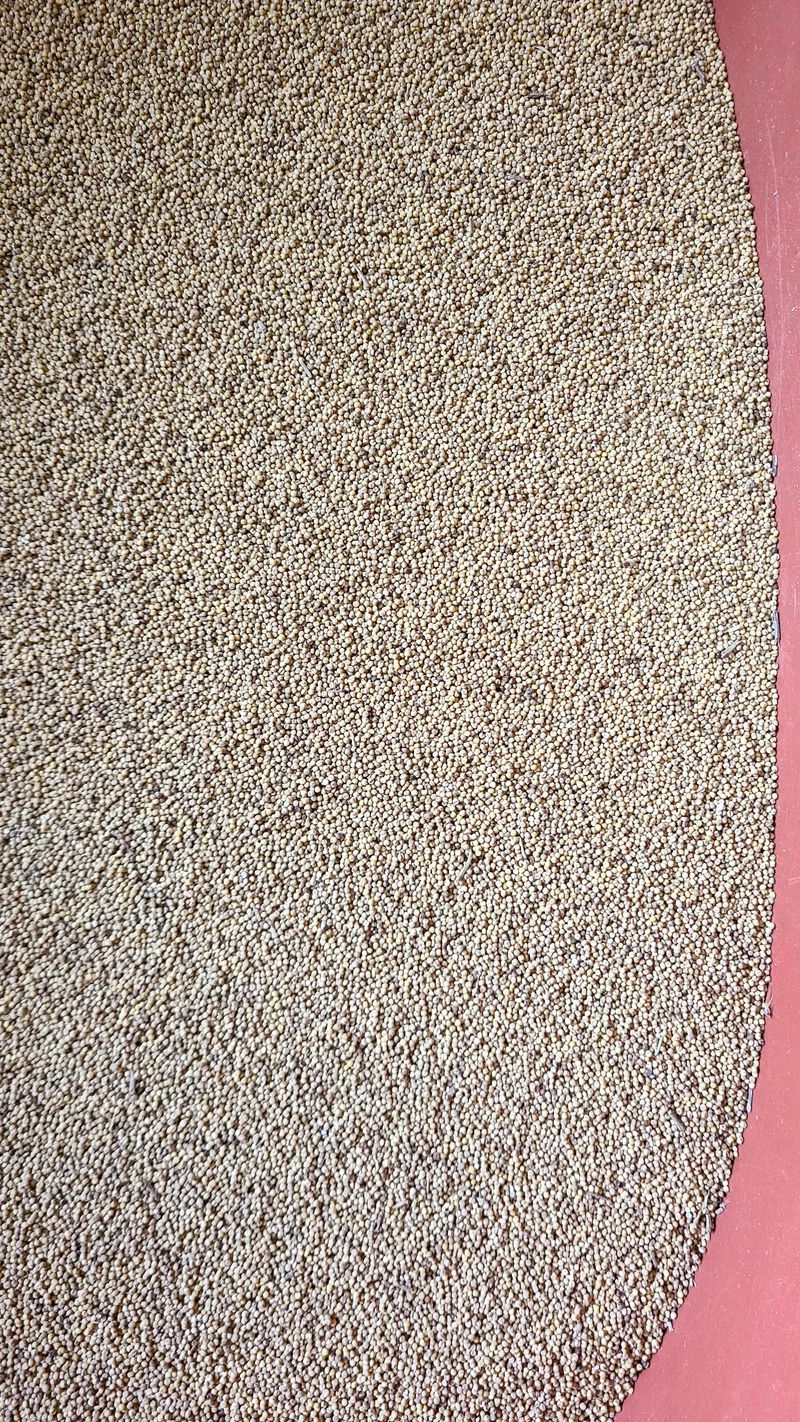 김수원님의 장터 판매 상품 [2024년 국산차조 2kg] 첨부 사진